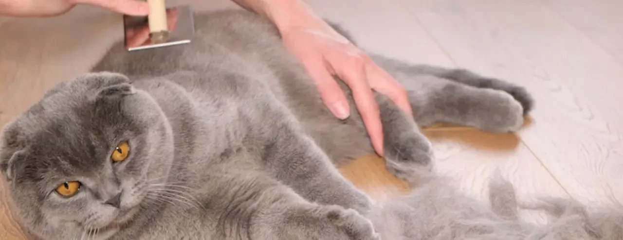 Kedi tüyü ölüm sebebi mi?