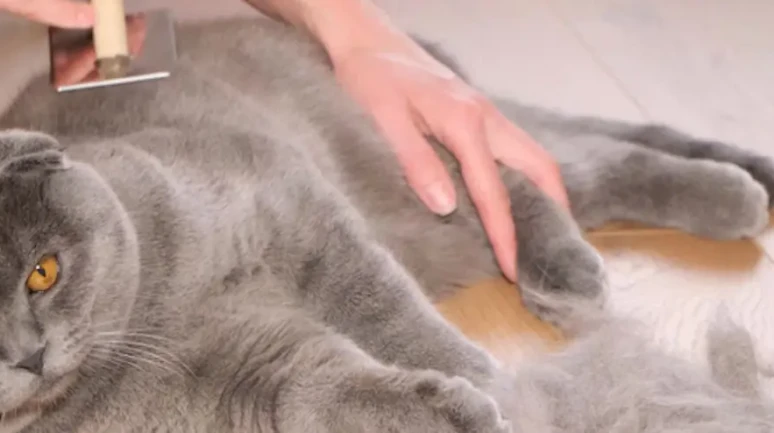 Kedi tüyü ölüm sebebi mi?
